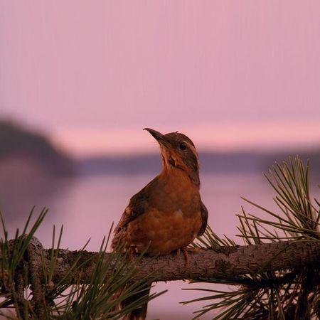Philear