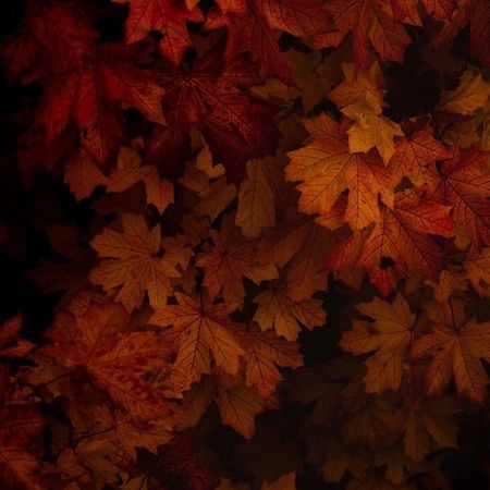 AutumnOak