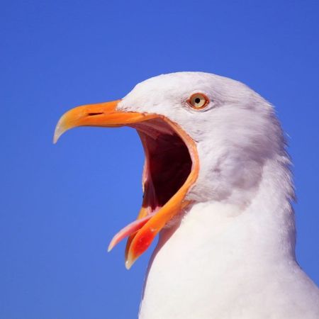 Nolltrollan