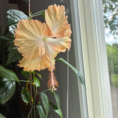 Flower3