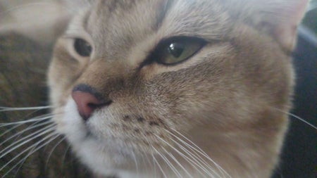 Sirwigglepuff