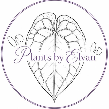 Elvan03