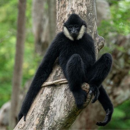 northerngibbon