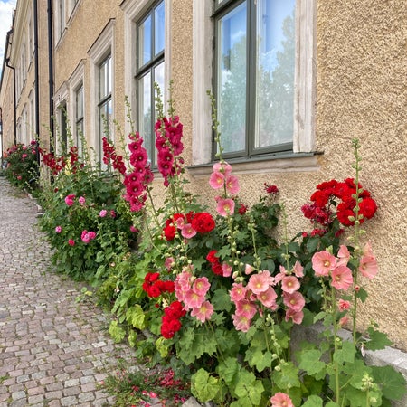 vlinnea
