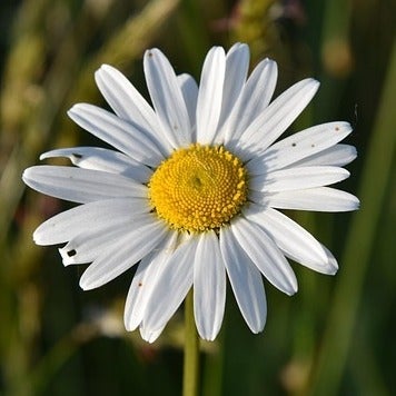 Lena_Lind1955