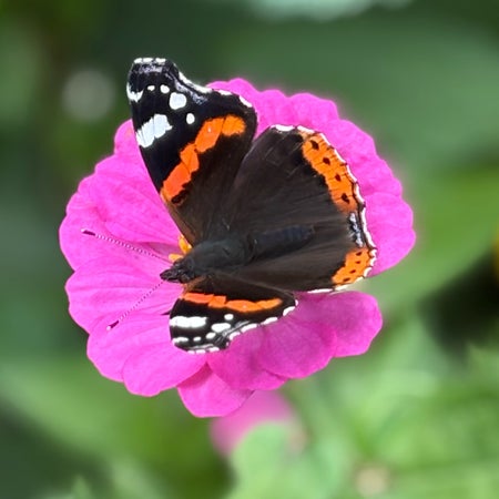 EwaLinneaE