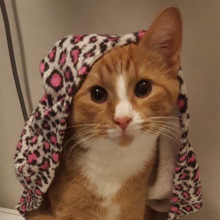united_cat