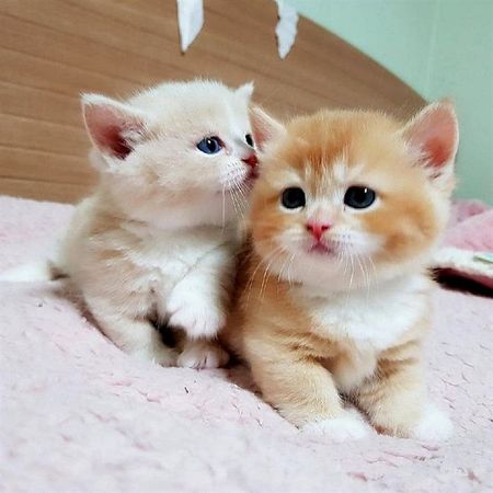 kitten_lover