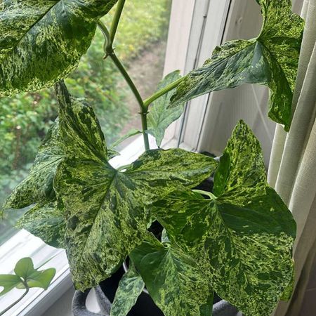 Plantslife79