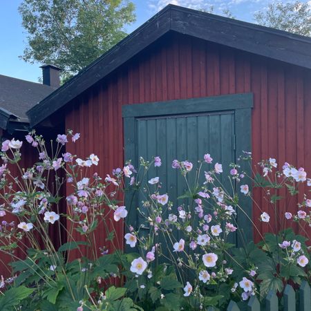 Ljungberglinnea