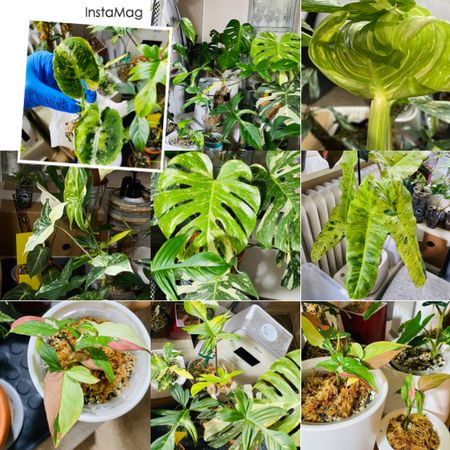 Gardenbesidethehouse