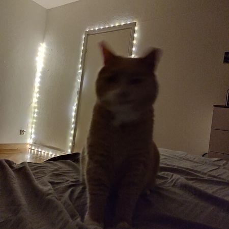 robust_cat