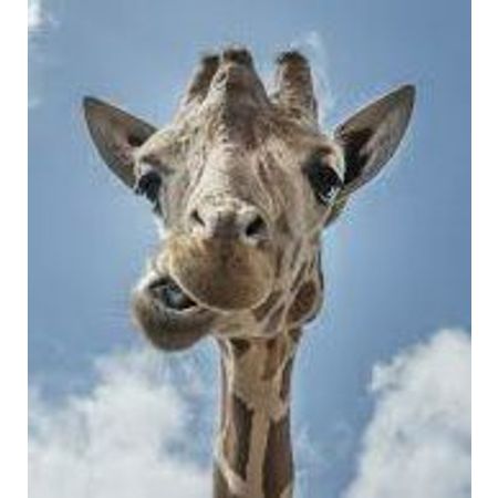 Giraffen74