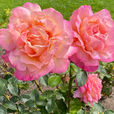 deidre