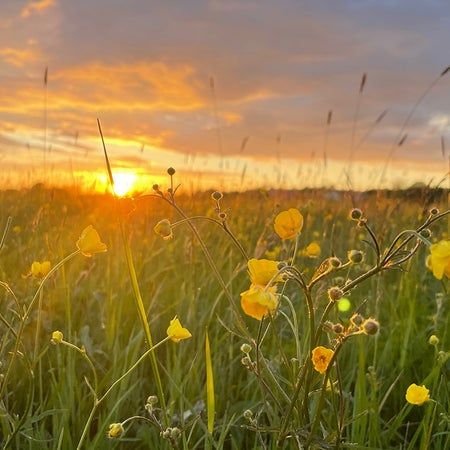 Sommarliv-