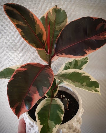 Plantberoende