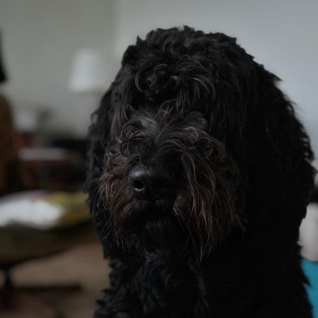 Finnsingaledigaalias