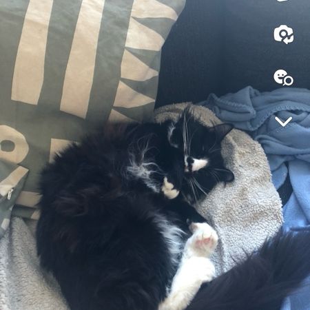 Feliciabrynemo