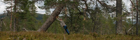 Gardsiö