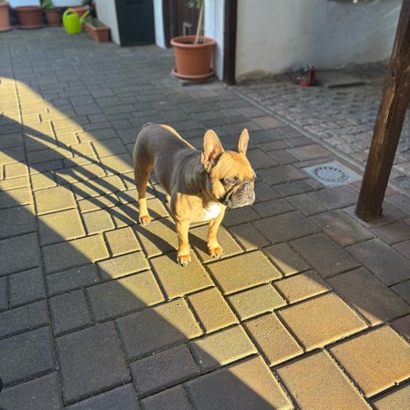 liiinchen