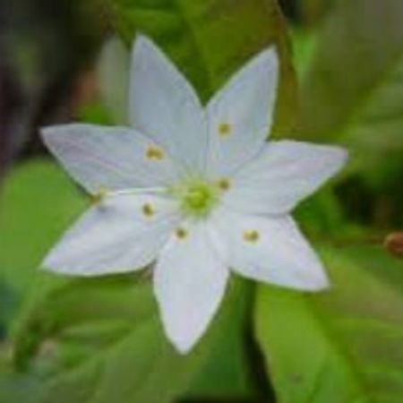 Trientalis 1