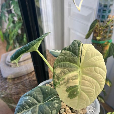 PlantsByAndersen