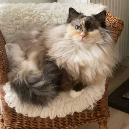 FrancaChan