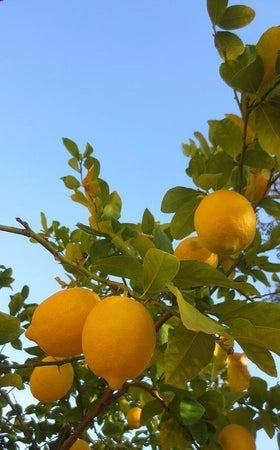 Lemontree12