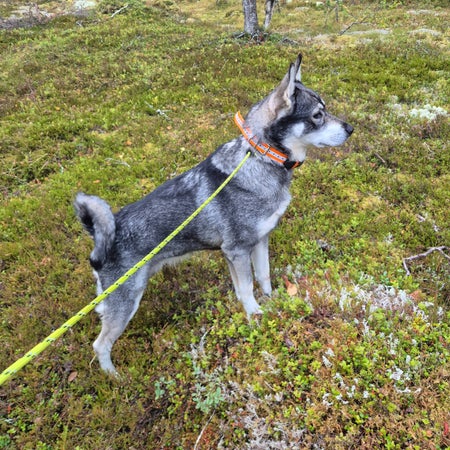 jSverna
