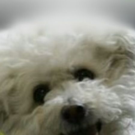 Benji16