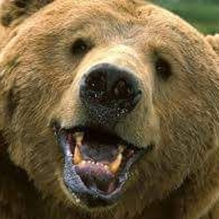 BearTheCollector