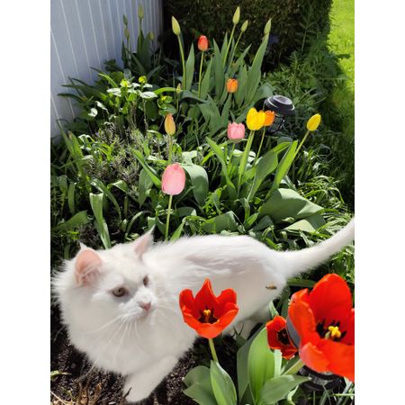Kittenn