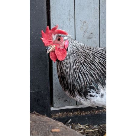 Friendshipbraceletsswe