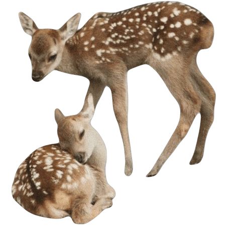 deerysam