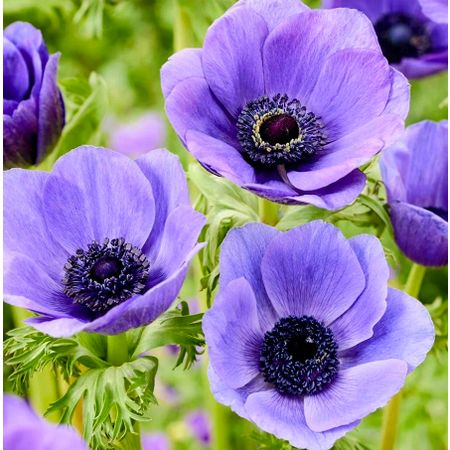 Anemone1