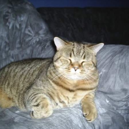 Catthis
