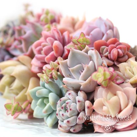 NorthernlightSuccies