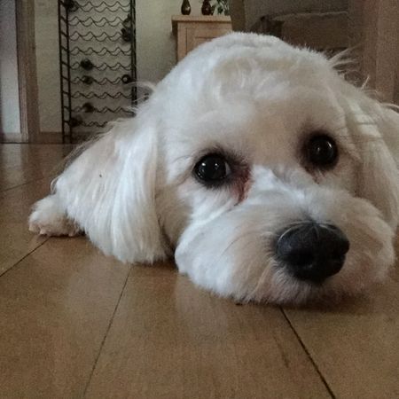 Kurtsilverfox