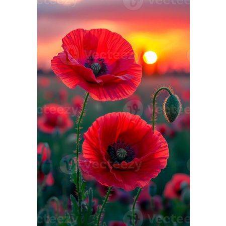 poppylover