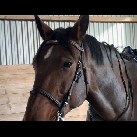 NativeColt