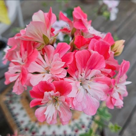 neaspelargoner