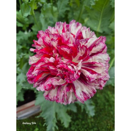 Bubbelisalongen6