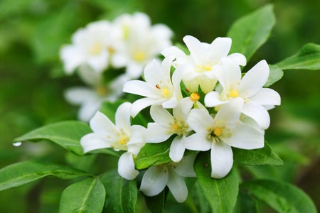 Jasmin321