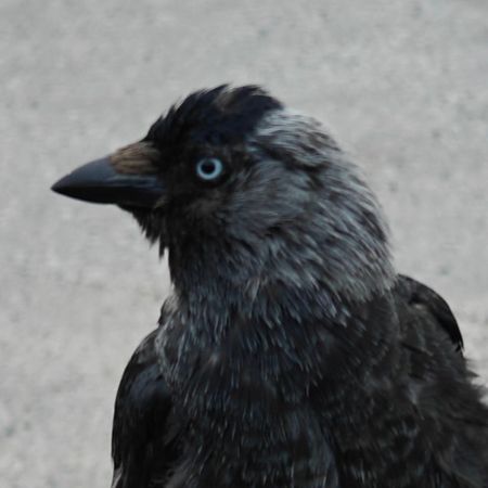 pekkaman