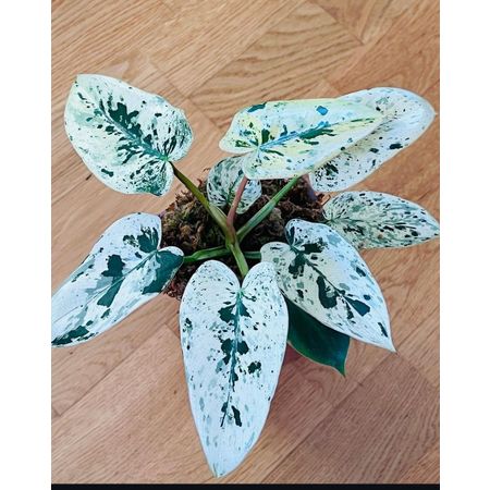 Greenplants_ever_o_rnever
