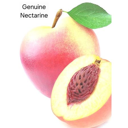 genuine_nectarine