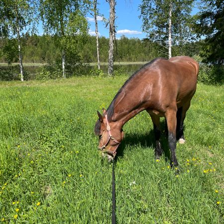 finnstatroll