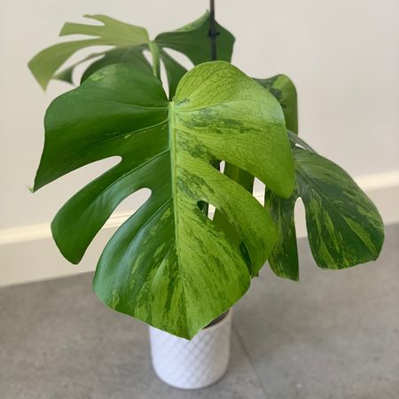 Hanniplants