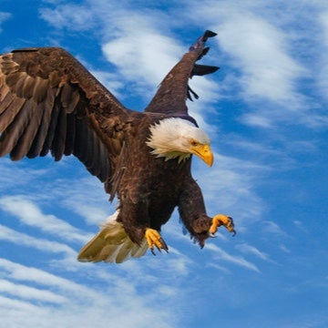 persistent_eagle