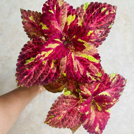 MyColeus